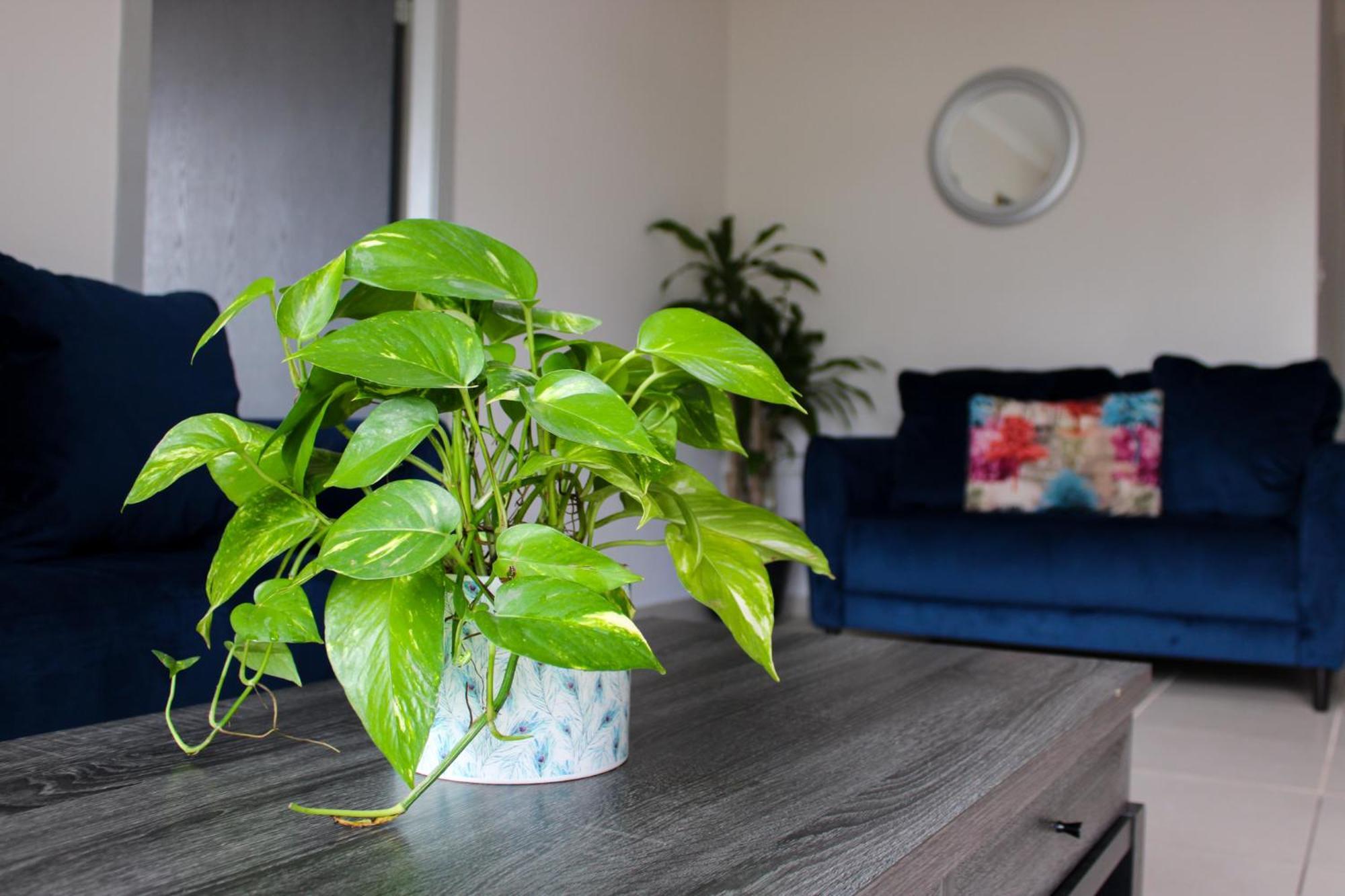 Great Family Apartment In Tegucigalpa Extérieur photo